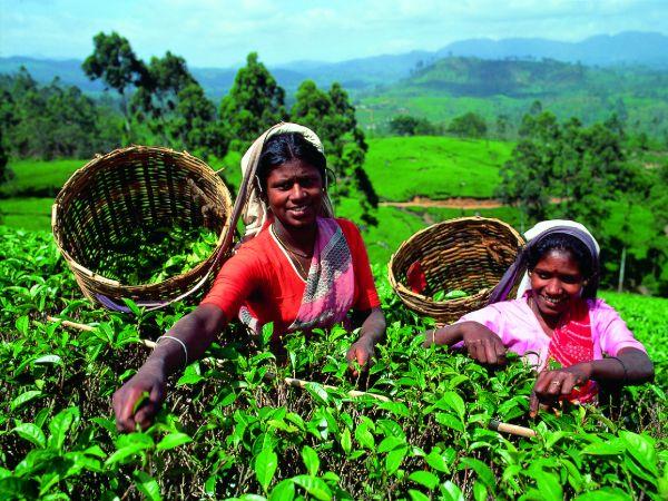 Luxury vacation in Sri Lanka