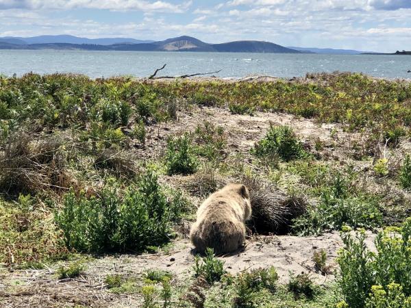 Tasmania self drive holiday for Australians
