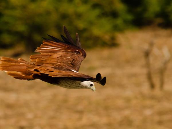 Sri Lanka wildlife watching tour