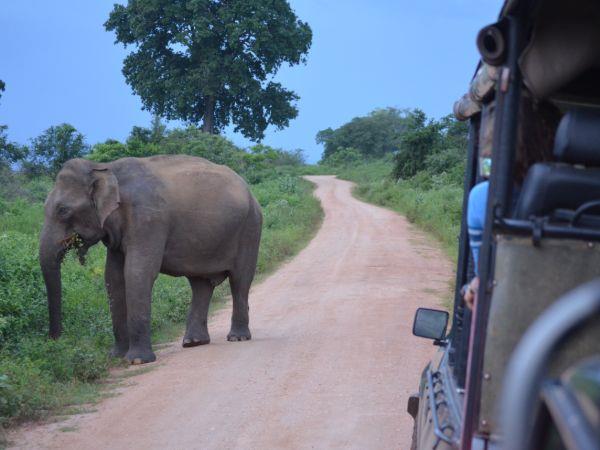 Sri Lanka wildlife watching tour