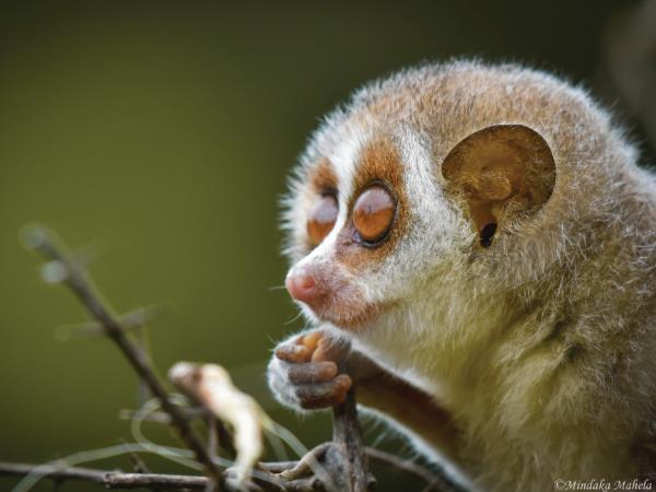 Sri Lanka wildlife holiday, the big five