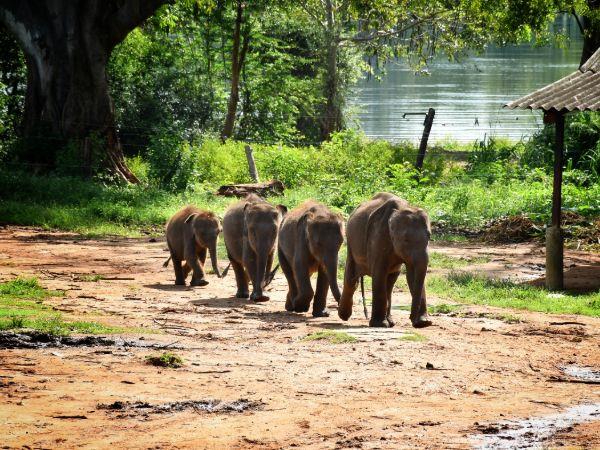 Sri Lanka luxury camping & wildlife vacation
