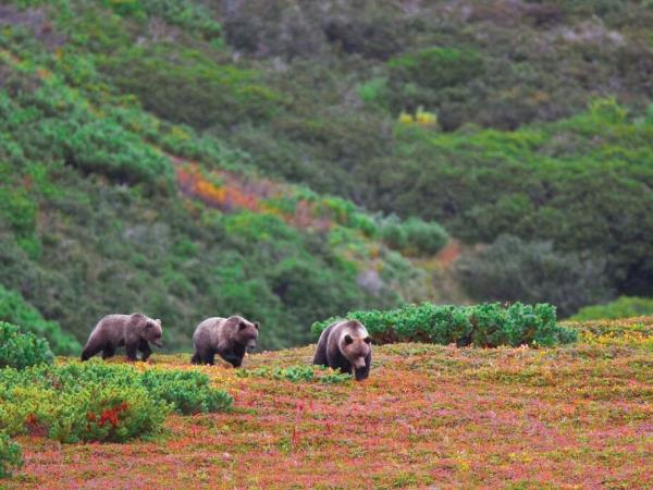 Kuril Islands cruises, bird watching cruise, Russia