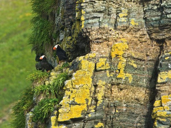 Kuril Islands cruises, bird watching cruise, Russia