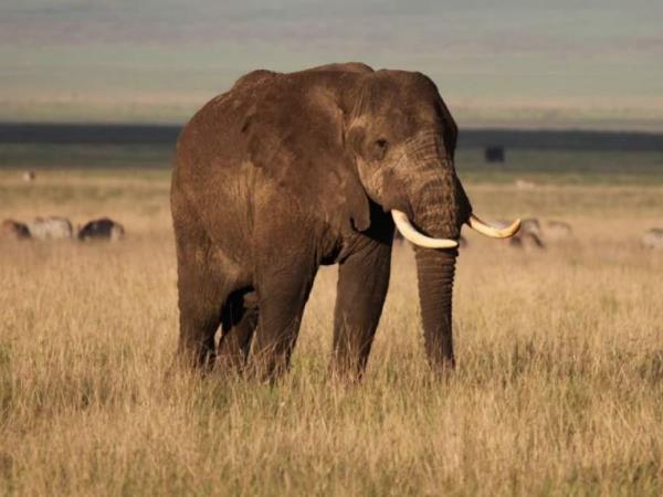 Tanzania small group camping safari
