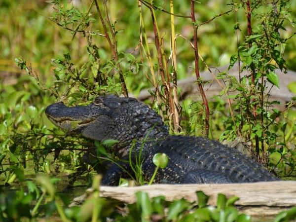 Cajun country tour in Louisiana, incl New Orleans