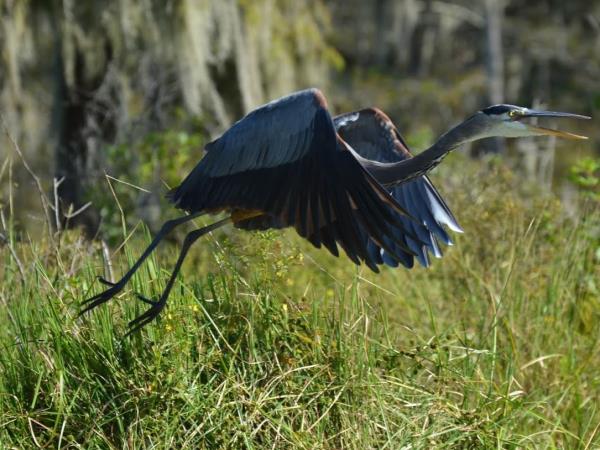 Cajun country tour in Louisiana, incl New Orleans