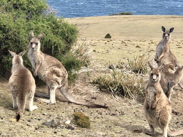 Holiday to Tasmania for New Zealanders