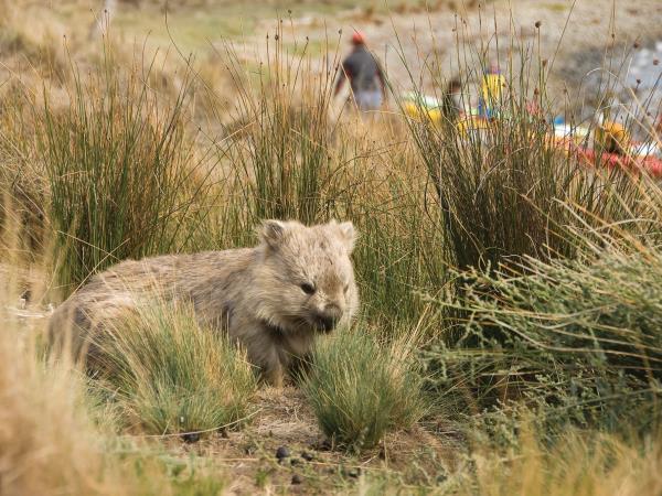 Holiday to Tasmania for New Zealanders