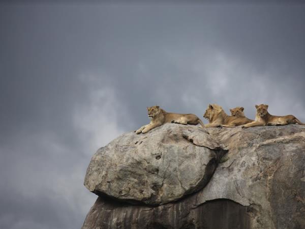 Tanzania small group camping safari