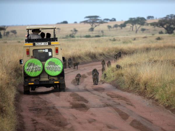 Tanzania lodge safari