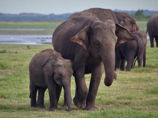 Tailor made classic family vacation to Sri Lanka