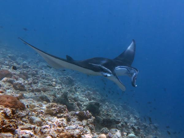 Maldives boutique dive holiday, Dhigurah Island