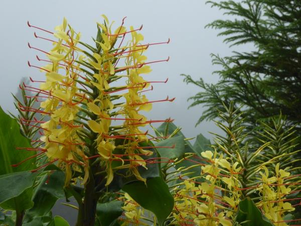 Walking vacation in the Azores