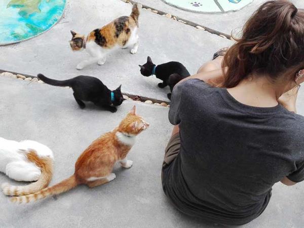 Photography volunteering in Thailand animal rescue centre
