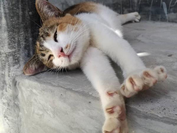 Photography volunteering in Thailand animal rescue centre