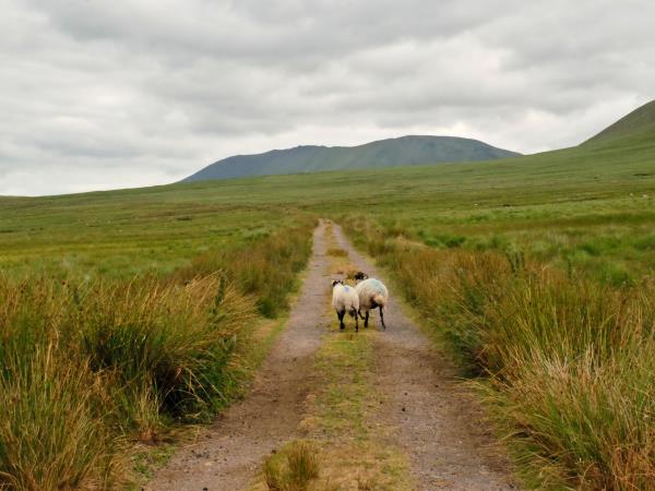 Dingle Peninsula self guided walking vacation