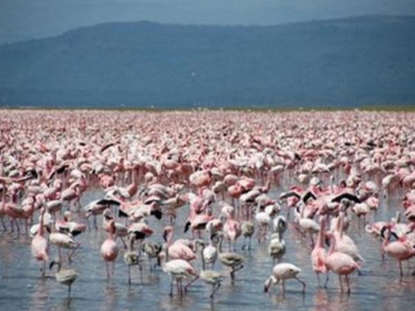 Kenya & Tanzania Safari holiday
