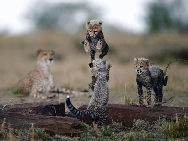 South Africa luxury tour, winelands & wildlife