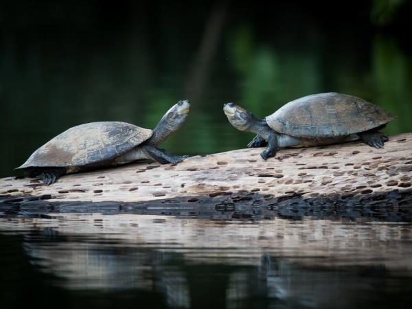 Amazon wildlife photography vacation in Peru