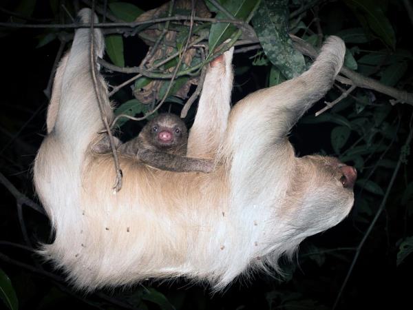 Amazon wildlife photography vacation in Peru
