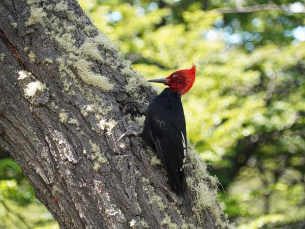Patagonia vacations, 2 week tailor made tour