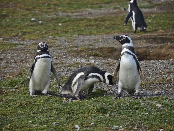 Southern Chile vacation, Lake District and Patagonia