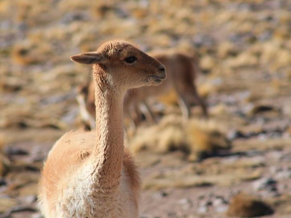 Easter Island to Atacama vacation in Chile