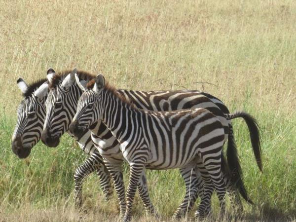 Tanzania wildlife vacation, Serengeti safari