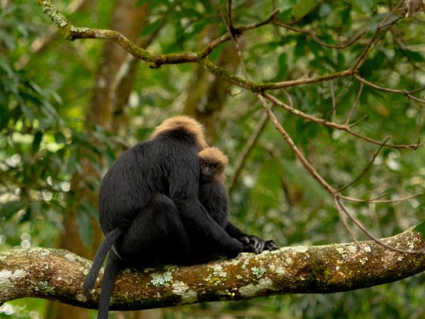 Kerala tours, three weeks in Kerala