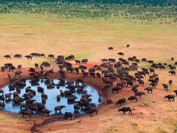 Tanzania wildlife vacation, Serengeti safari