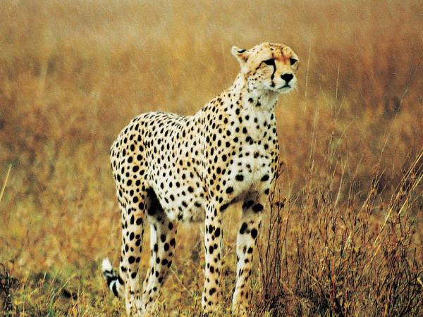 Tanzania wildlife vacation, Serengeti safari