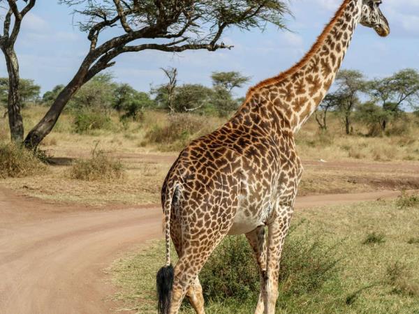 Tanzania wildlife vacation, Serengeti safari