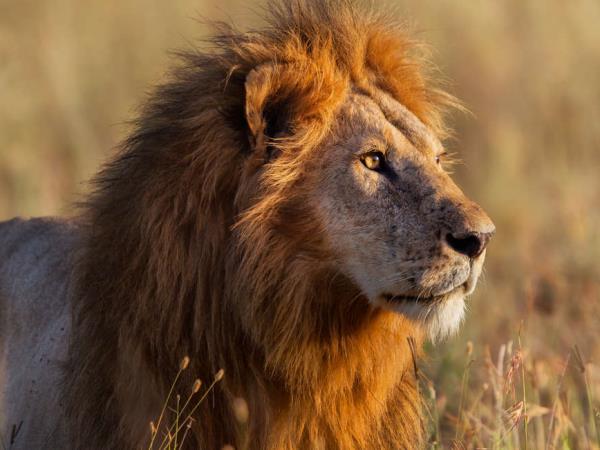 Tanzania wildlife vacation, Serengeti safari