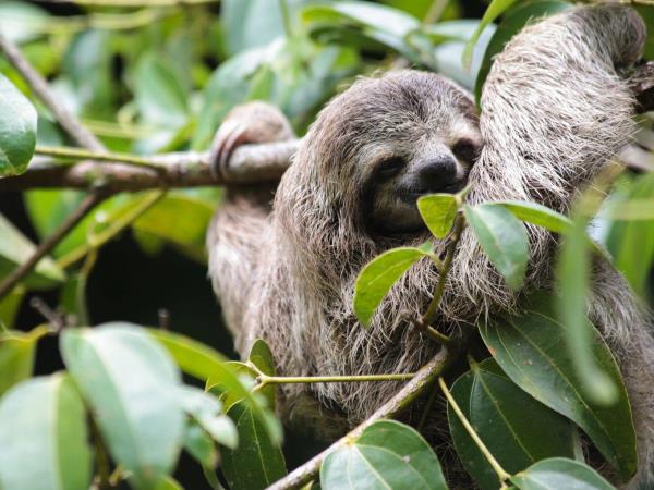 Family volunteering at wildlife rescue centre, Costa Rica