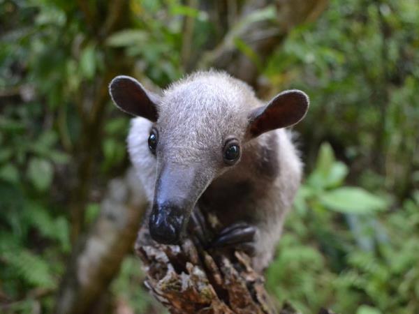 Family volunteering at wildlife rescue centre, Costa Rica