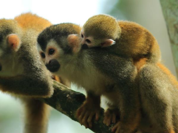 Family volunteering at wildlife rescue centre, Costa Rica