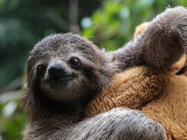 Family volunteering at wildlife rescue centre, Costa Rica
