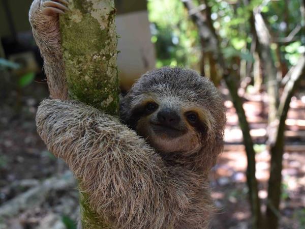 Family volunteering at wildlife rescue centre, Costa Rica