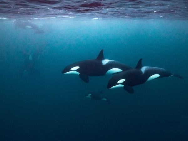 Swim with orcas in Norway, Northern Lights