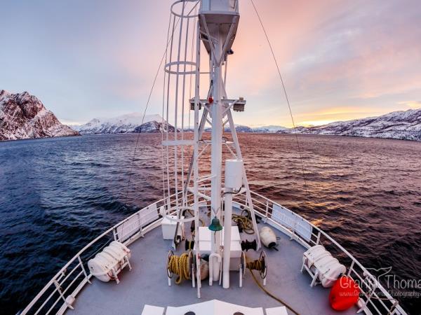 Swim with orcas in Norway, Northern Lights