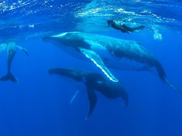 Rurutu humpback whale swimming holiday in the Pacific