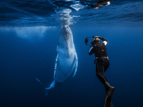 Rurutu humpback whale swimming holiday in the Pacific