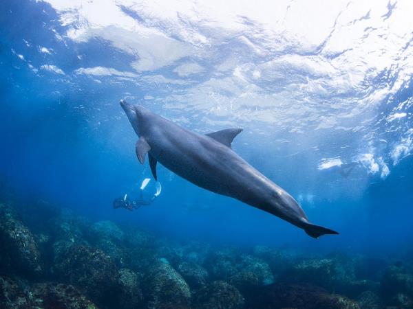 Whales and wildlife tour in Tahiti