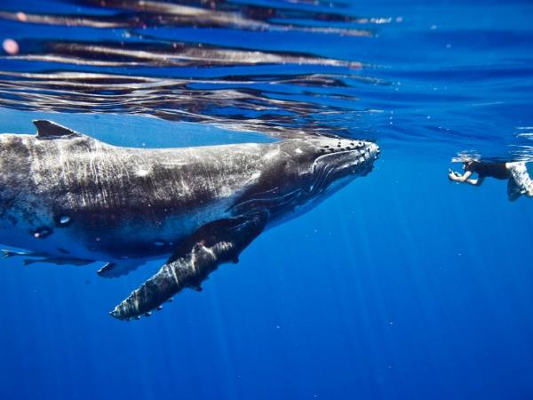 Whales and wildlife tour in Tahiti