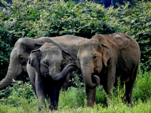 Online Sri Lankan elephant research and conservation course