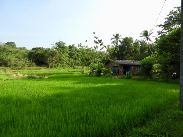 Online Sri Lankan elephant research and conservation course