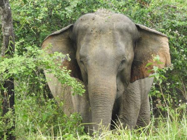 Online Sri Lankan elephant research and conservation course