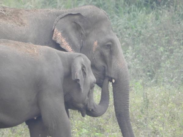 Online Sri Lankan elephant research and conservation course
