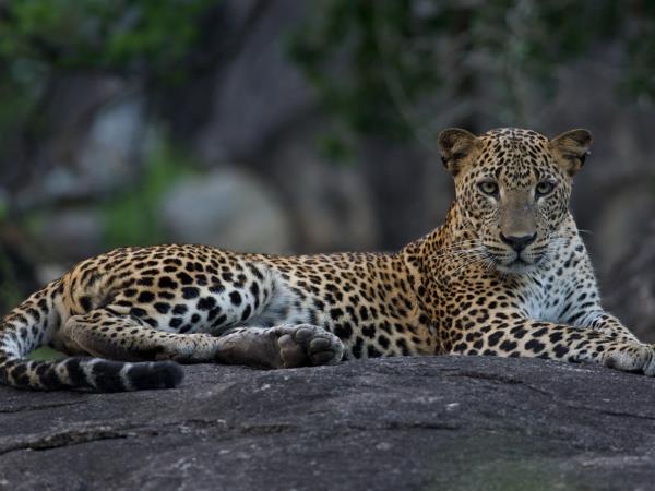 Swim with Blue Whale and safari in Sri Lanka